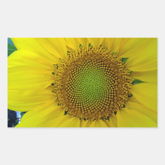 Adesivo Retangular Girassol e sementes, espiral, rácio Ouro (Frente)