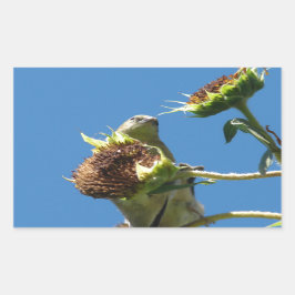 Adesivo Retangular Goldfinch