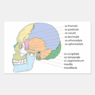Adesivo Retangular Gráfico do Nome do Osso do Crânio Humano