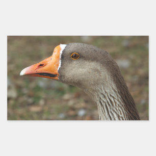Adesivo Retangular Greylag Swan Goose Cross