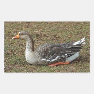 Adesivo Retangular Greylag Swan Goose Cross