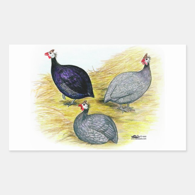 Adesivo Retangular Guineas Roxo, Coral Azul e Lavendar (Frente)