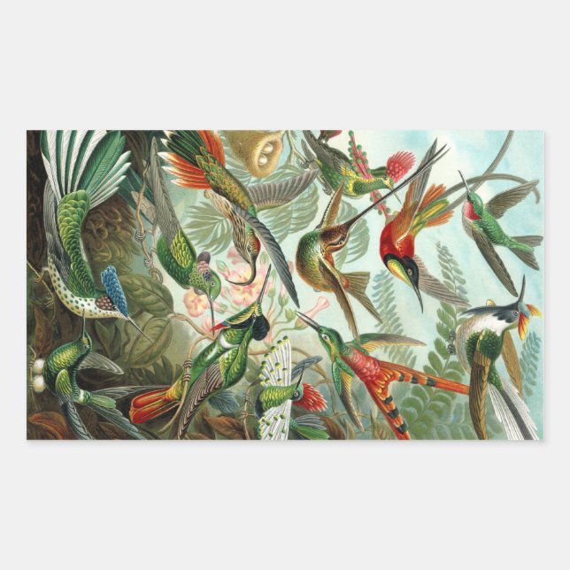 Adesivo Retangular Haeckel (Frente)