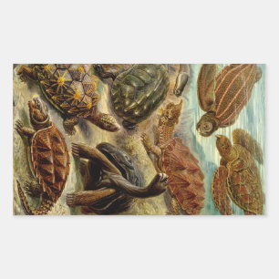 Adesivo Retangular Haeckel Turtles