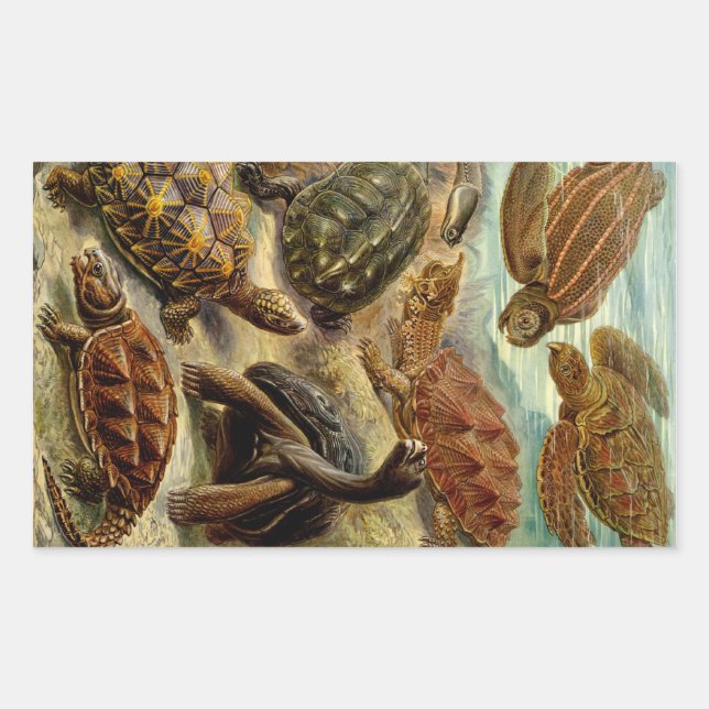 Adesivo Retangular Haeckel Turtles (Frente)