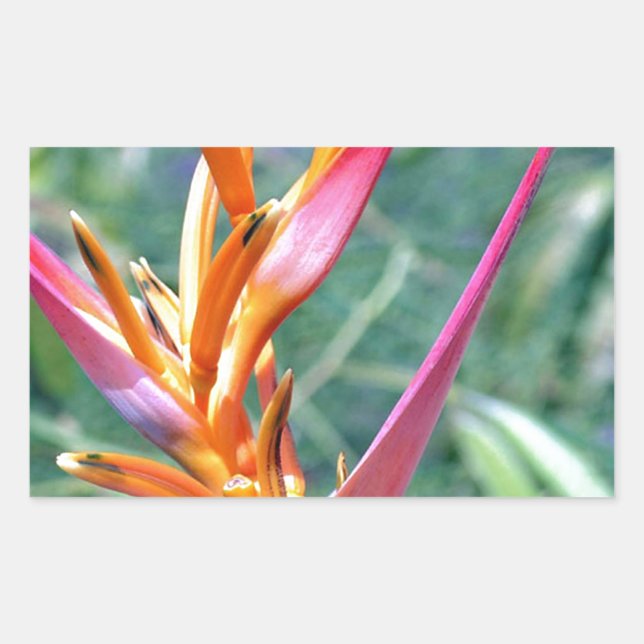 Adesivo Retangular Heliconia Flower melhorada (Frente)