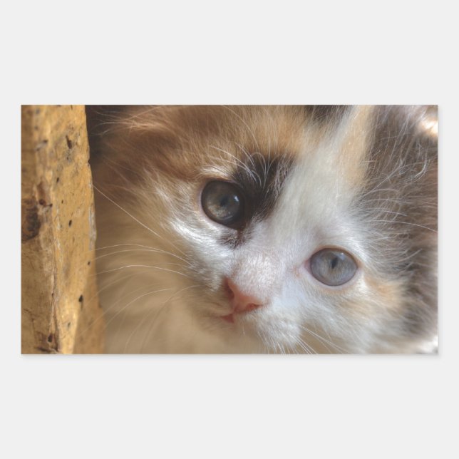 Adesivo Retangular Heterochromia Calico Kitten (Frente)