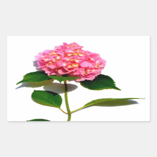 Adesivo Retangular Hidrangea Rosa