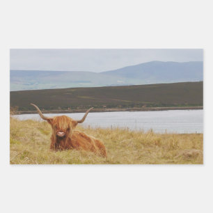 Adesivo Retangular Highland Cow Orkney Sticker