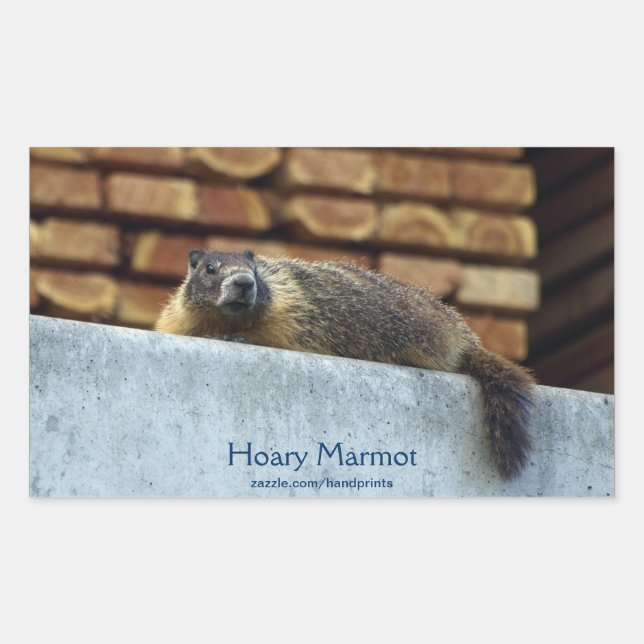 Adesivo Retangular Hoary Marmot (Whistler) Selvagem Sticker (Frente)
