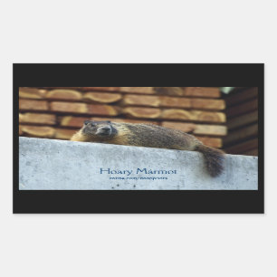 Adesivo Retangular Hoary Marmot (Whistler) Selvagem Sticker