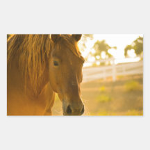 Horso Marrom Fechado