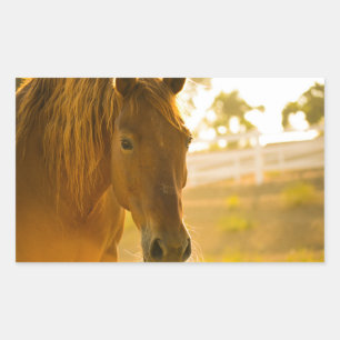 Adesivo Retangular Horso Marrom Fechado