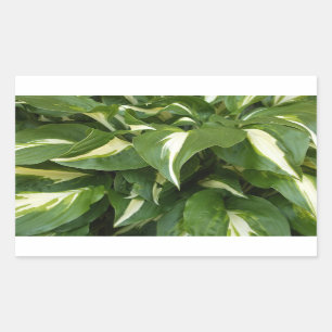 Adesivo Retangular Hosta deixa