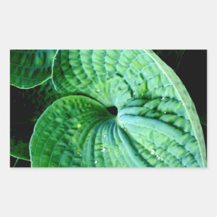 Adesivo Retangular Hosta Heart
