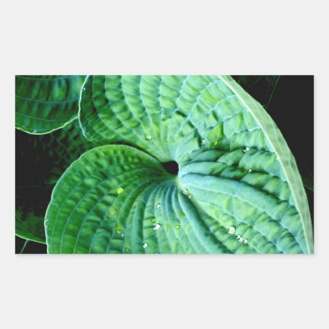 Adesivo Retangular Hosta Heart (Frente)