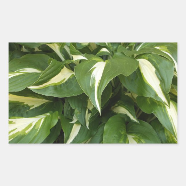 Adesivo Retangular Hosta Leaves (Frente)