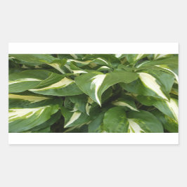 Adesivo Retangular Hosta Leaves
