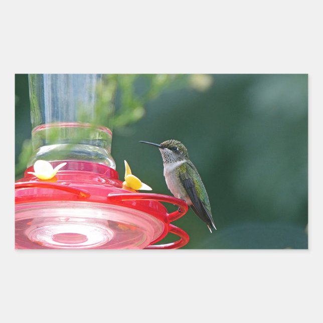 Adesivo Retangular Hummingbird (Frente)