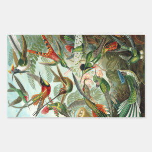 Adesivo Retangular Hummingbird (Trochilidae) por Haeckel Rectangle St
