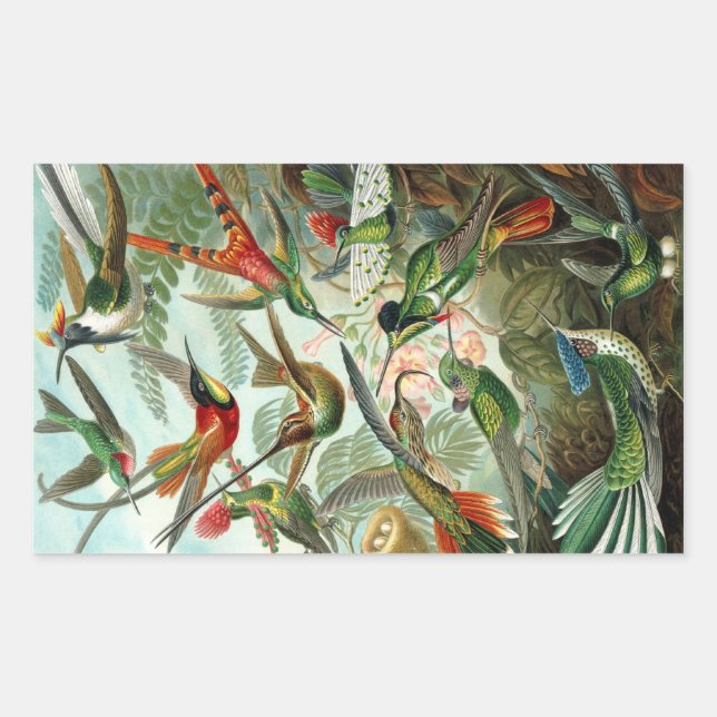 Adesivo Retangular Hummingbird (Trochilidae) por Haeckel Rectangle St (Frente)