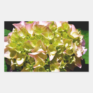 Adesivo Retangular Hydrangea verde e rosa