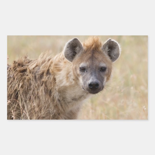 Adesivo Retangular Hyena (Frente)