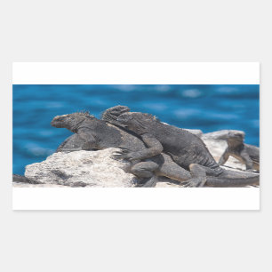 Adesivo Retangular Iguana marinha