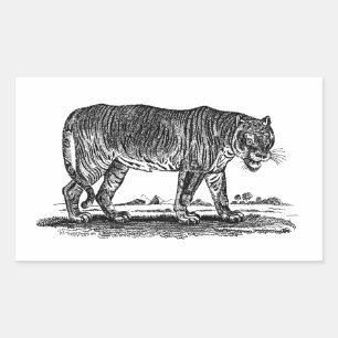 Adesivo Retangular Ilustração do tigre do vintage - tigres 1800's