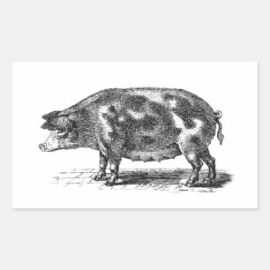 Adesivo Retangular Ilustração doméstica do porco do vintage - porc