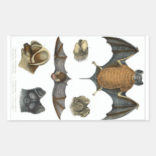 Adesivo Retangular impressão de Bat 19th C