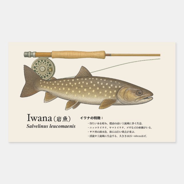 Adesivo Retangular Iwana (Salvelinus leucomaenis) – Fish Illustration (Frente)