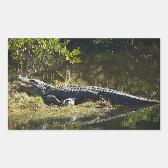 Adesivo Retangular Jacaré Tomando Sol na Margem do Pântano (Frente)