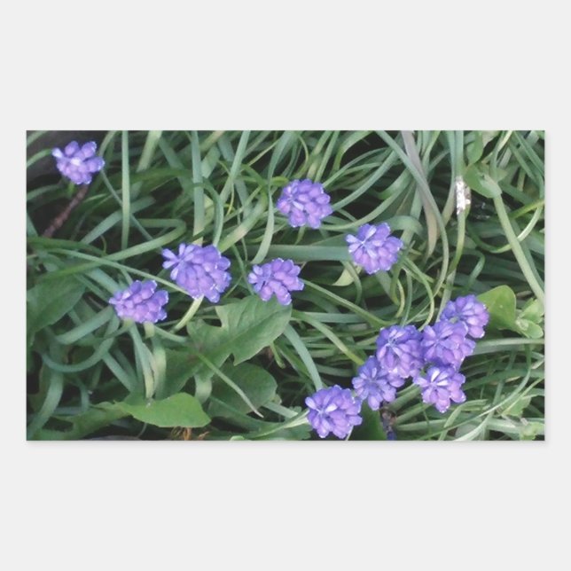 Adesivo Retangular jacinto comum de uva, flor púrpura azul, floral (Frente)