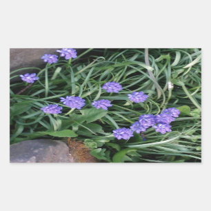 Adesivo Retangular jacinto comum de uva, flor púrpura azul, floral