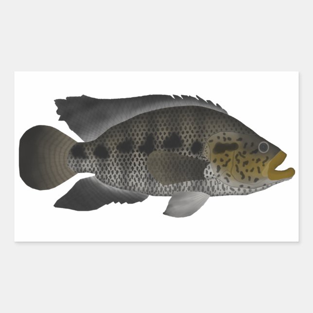 Adesivo Retangular Jaguar Cichlid (Frente)