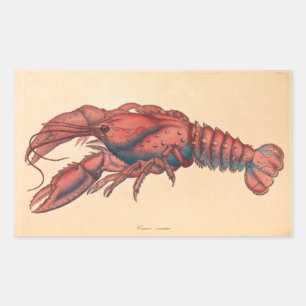 Adesivo Retangular James Sowerby Sernotated Lobster