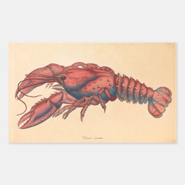 Adesivo Retangular James Sowerby Sernotated Lobster (Frente)