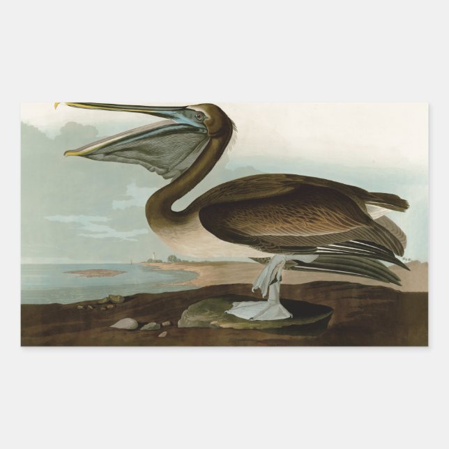 Adesivo Retangular John James Audubon Brown Pelican Trabalho de arte  (Frente)