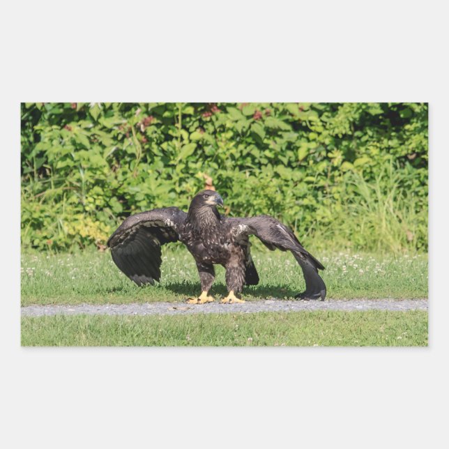 Adesivo Retangular Juvenile Bald Eagle (Frente)