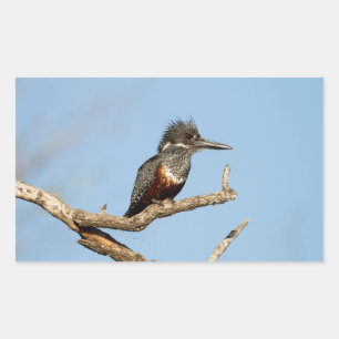 Adesivo Retangular Kingfisher gigante