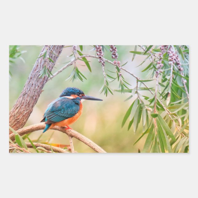 Adesivo Retangular Kingfisher Perch no Branch (Frente)
