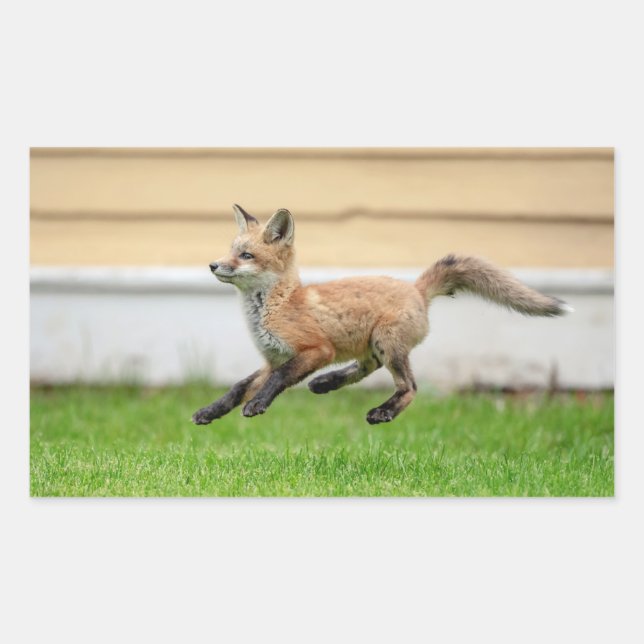 Adesivo Retangular Kit de Raposa Vermelha no Vale do Hudson (Frente)