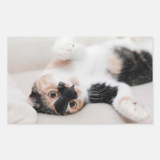 Adesivo Retangular Kitten (Frente)