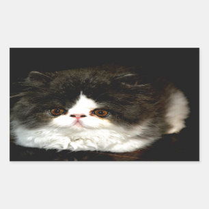 Adesivo Retangular Kitten Preto e Branco