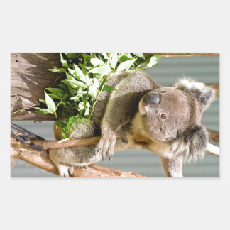 Adesivo Retangular Koala Bear