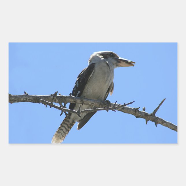 Adesivo Retangular Kookaburra (Frente)