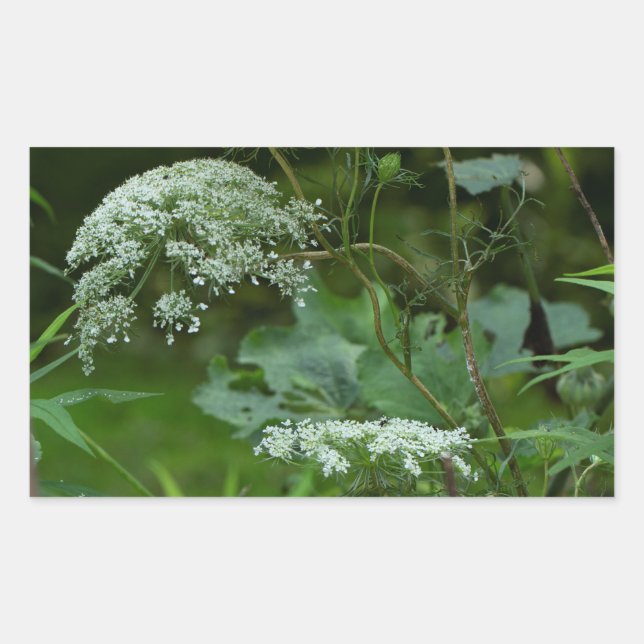 Adesivo Retangular La ce Wildflower, da Rainha Anne - Daucus carota (Frente)