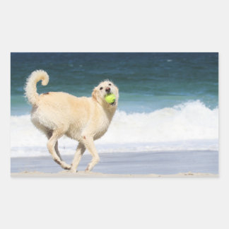 Adesivo Retangular Labradoodle - Feliz Dia na Praia
