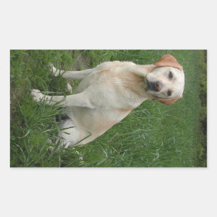 Adesivo Retangular Labrador Amarelo Sentado